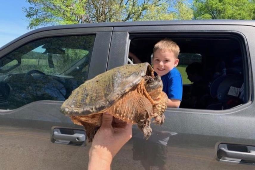 A child in a car looks at a large snapping turtle being held outside the window.
