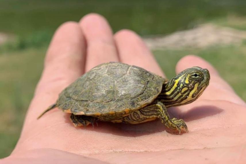 A small turtle rests on a person's hand outdoors.