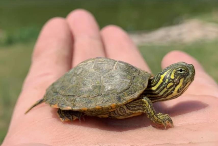 Small turtle resting on a person's palm outdoors.