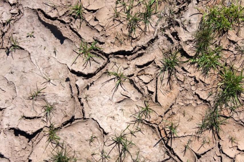 Cracked dry soil with small green grass patches.
