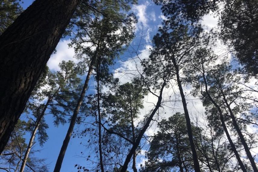 Tree tops against a blue sky with scattered clouds.