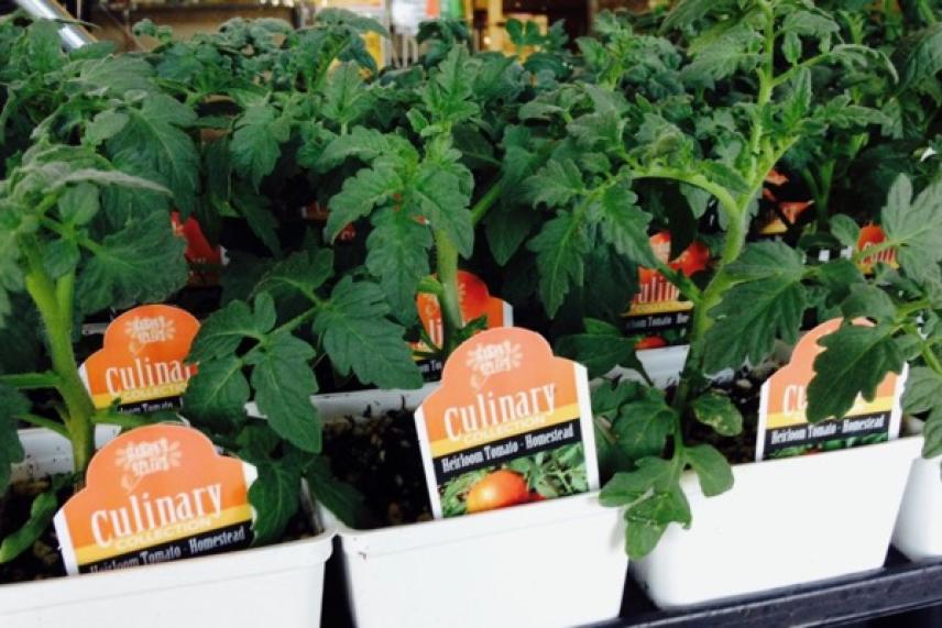 Tomato seedlings in white pots with orange labels.