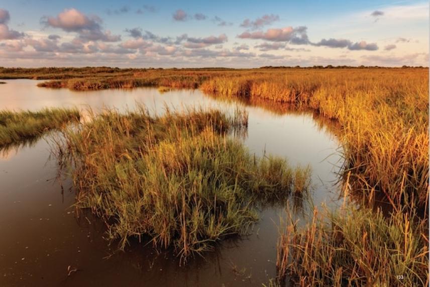 Golden marshlands under a cloudy sunset sky.