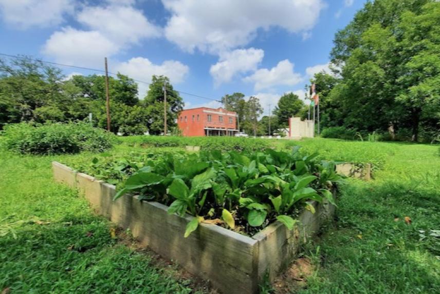 Raised garden bed with green plants, red building, blue sky, and white clouds.