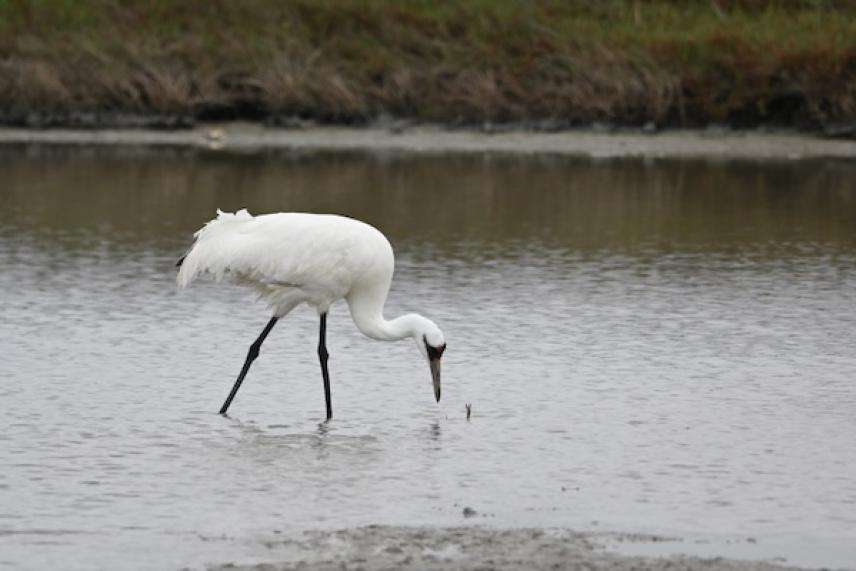 White crane wading in shallow water.