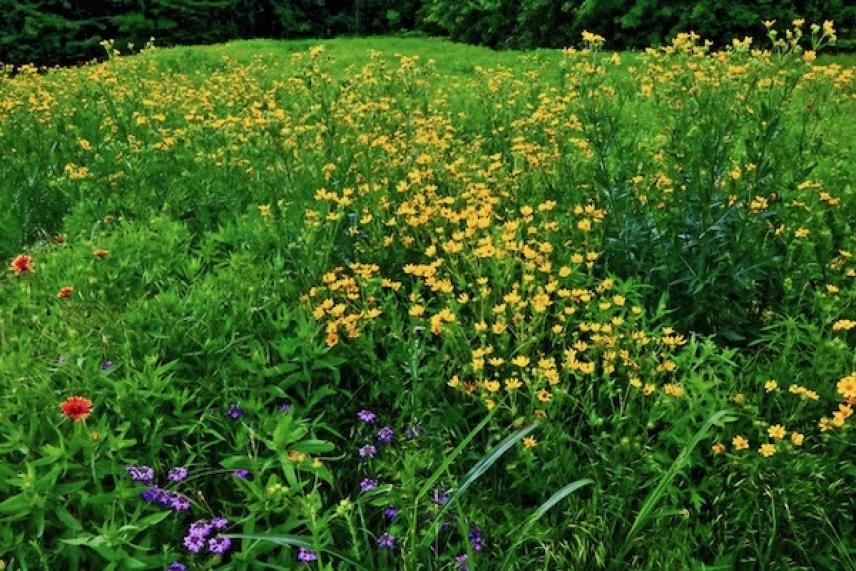Wildflower meadow with yellow, red, and purple flowers against lush green grass.