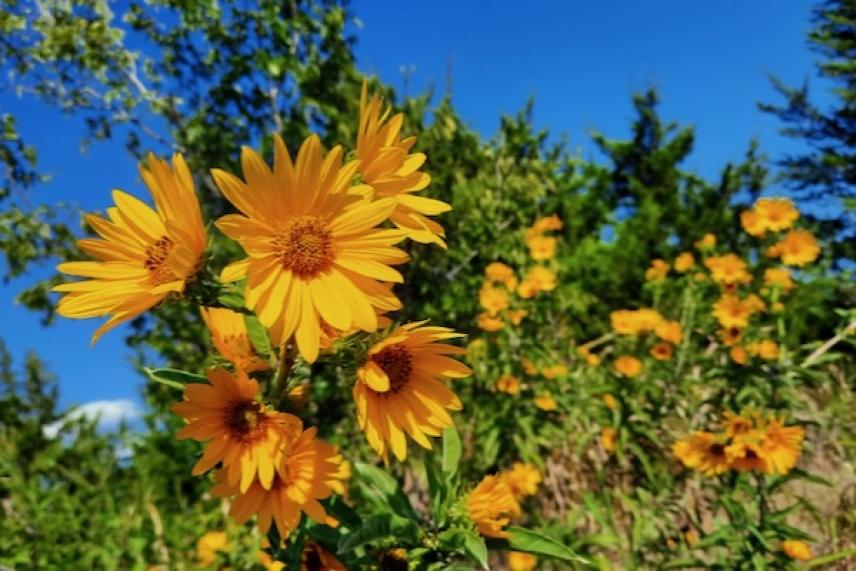 Bright yellow flowers against a clear blue sky and green foliage.