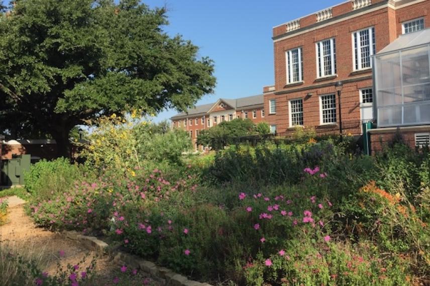 Lush garden with pink flowers, large tree, and brick building under a clear blue sky.