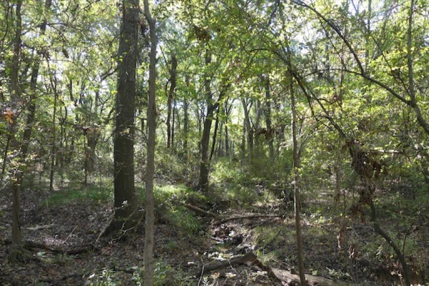 Dense forest with tall trees and sunlight filtering through the leaves.