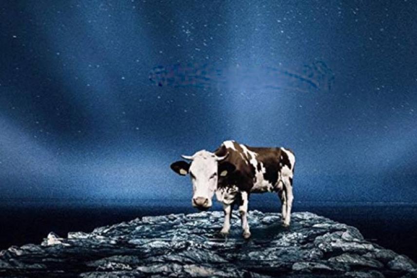 Cow standing on a rocky surface under a starry night sky.