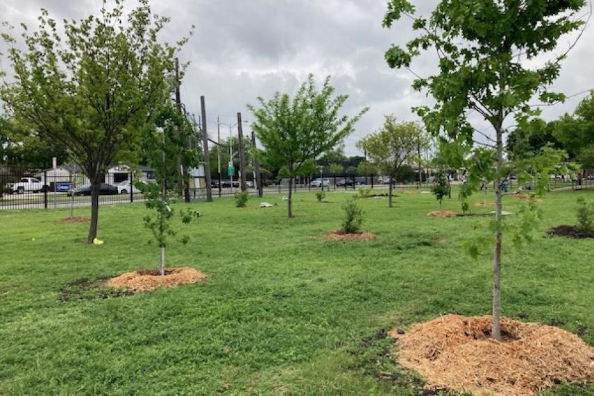 Newly planted trees in a grassy park under a cloudy sky.