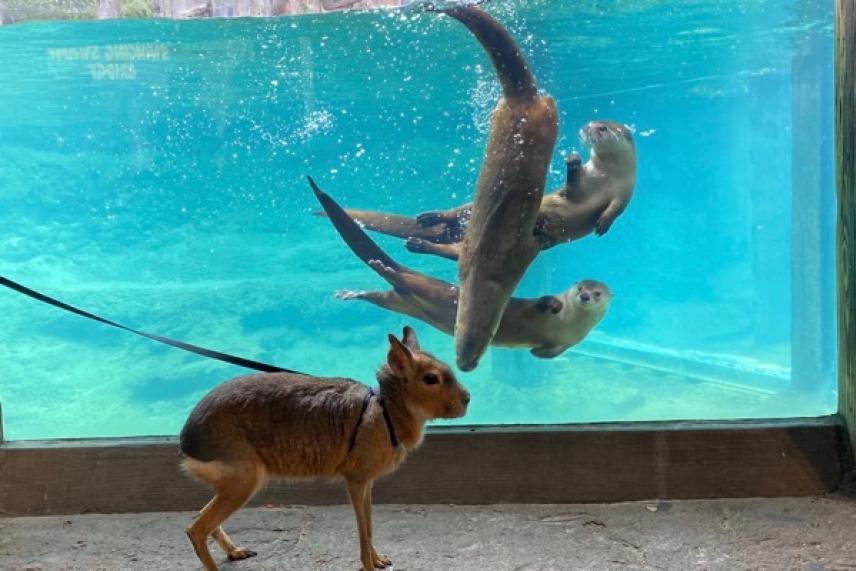 Capybara on a leash watching otters swim in an aquarium.