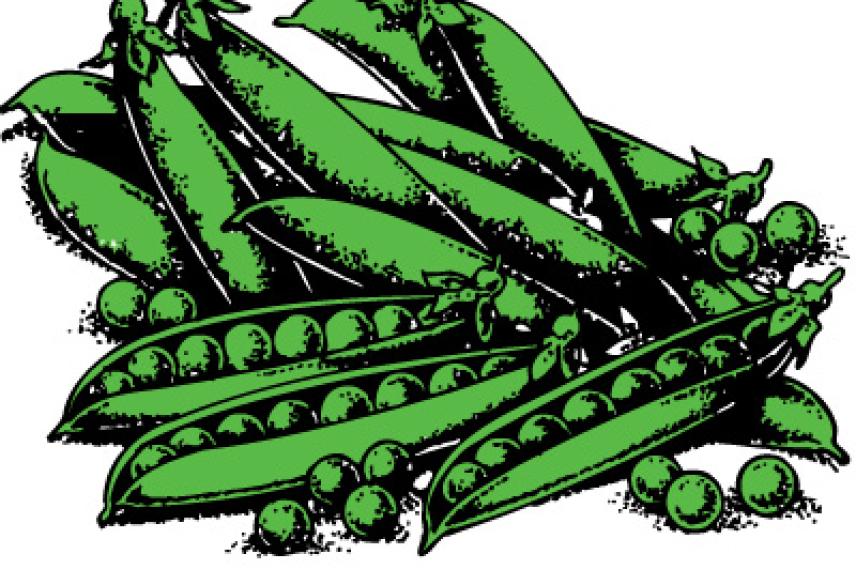 Cluster of green pea pods with some open, revealing peas inside.