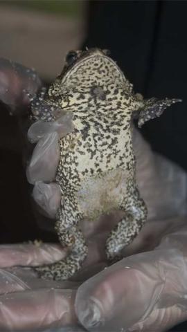 The mottled gray underside of the Houston Toad. Photo courtesy of Bill Brooks.