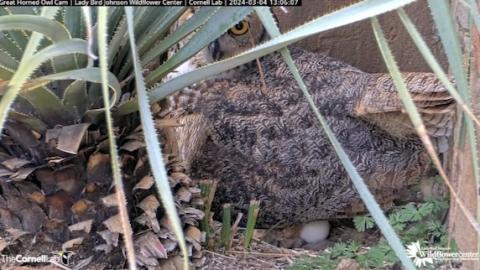 Athena sits on her first egg of 2026. Screen shot courtesy of Lady Bird Johnson Wildflower Center and Cornell Lab of Ornithology.