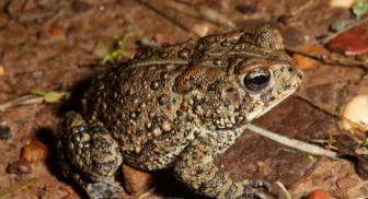The Houston toad is an endangered species that is – or was – found from Harris County to Bastrop and a few nearby counties.