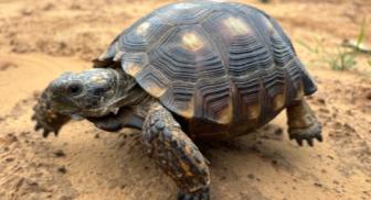 A Texas Tortoise at the study site.