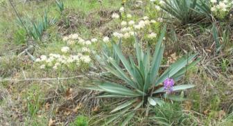 Rare native Texas plants
