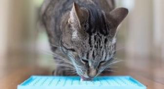 The Licki Mat for Cats