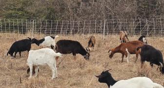Goats munching on privet at White Rock Lake in Dallas