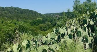 Cactus at Palo Pinto Mountains State Park