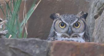 Athena the owl at Lady Bird Johnson Wildflower Center.
