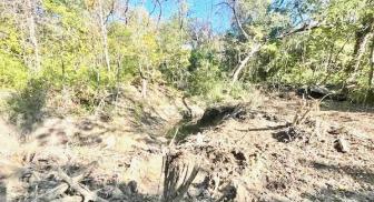 Dry creek bed surrounded by trees in sunlight.