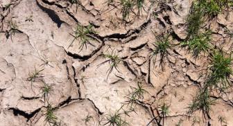 Cracked dry soil with small green grass patches.