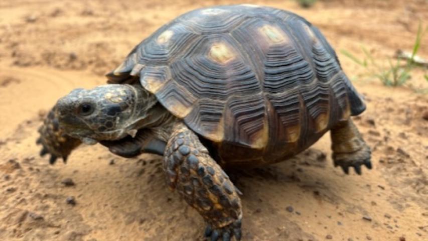 A Texas Tortoise at the study site.