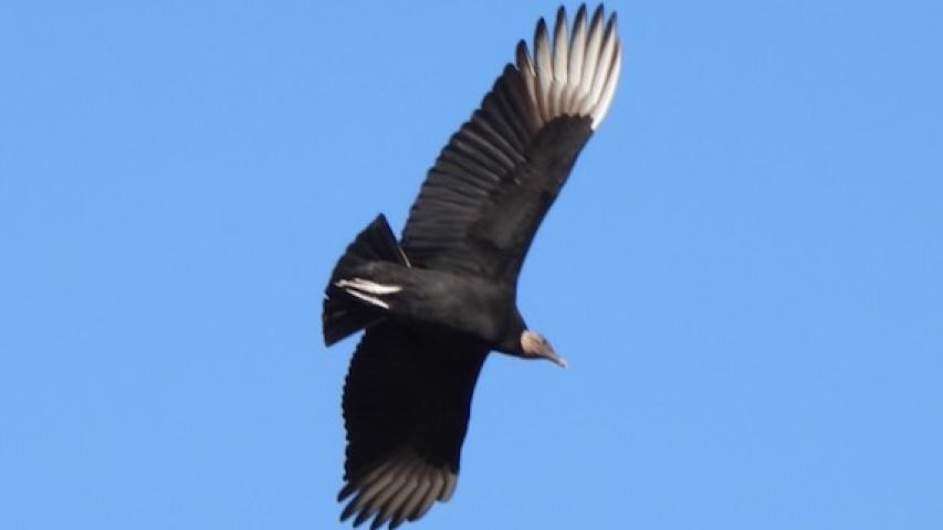 A black vulture seen at Sheri Capehart Nature Preserve in Arlington in 2024. Photo by Sam Kieschnick.