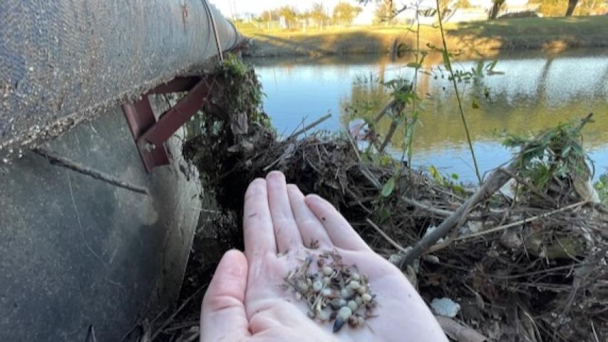 Plastic pellets called nurdles were found at Mountain Creek Lake in Grand Prairie by a volunteer. 
