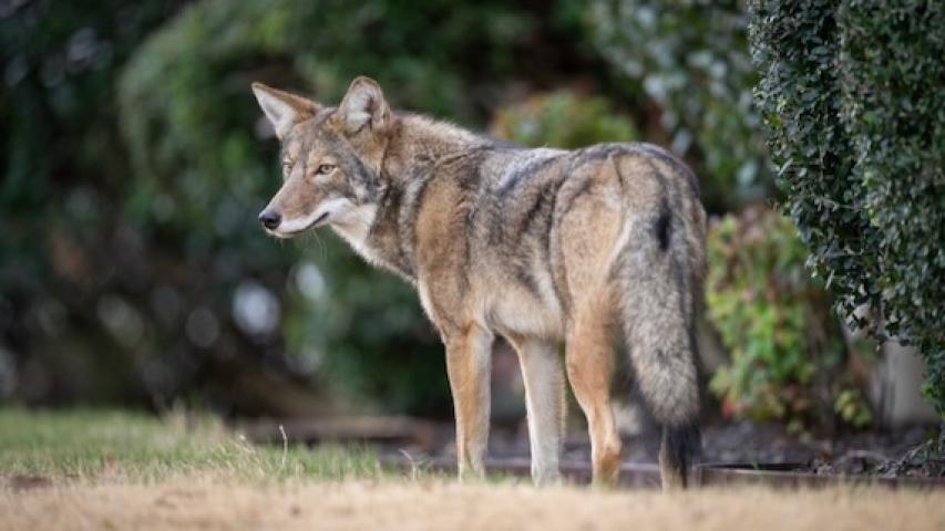 Coyote seen at Twin Creeks Park in Allen, Texas
