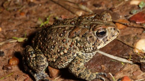 The Houston toad is an endangered species that is – or was – found from Harris County to Bastrop and a few nearby counties.