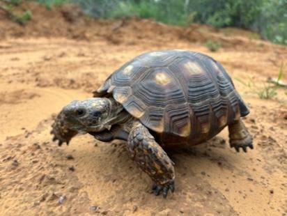 A Texas Tortoise at the study site.