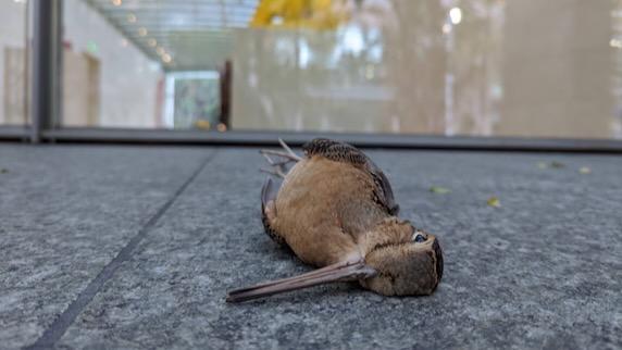 A bird killed by a building collesion in Downtown Dallas