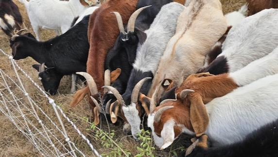 Goats graze at White Rock Lake.