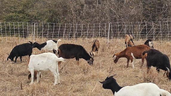 Goats munching on privet at White Rock Lake in Dallas