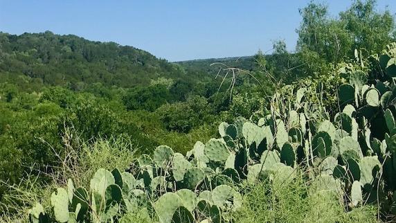 Cactus at Palo Pinto Mountains State Park