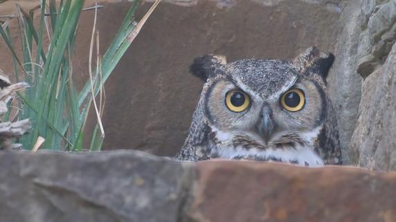 Athena the owl at Lady Bird Johnson Wildflower Center.
