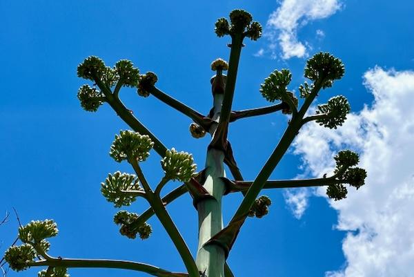 Agave stalk against a blue sky