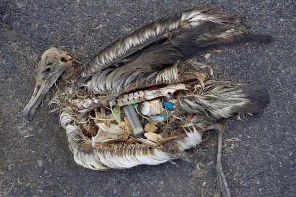 Deceased bird with exposed plastics in its abdomen.