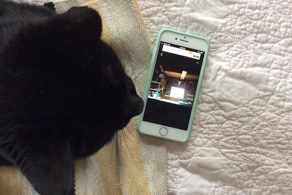 Black cat sitting next to a smartphone on a bed.