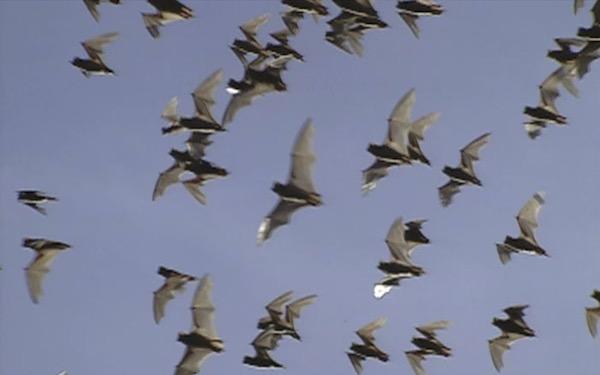 Bats flying in a clear blue sky.