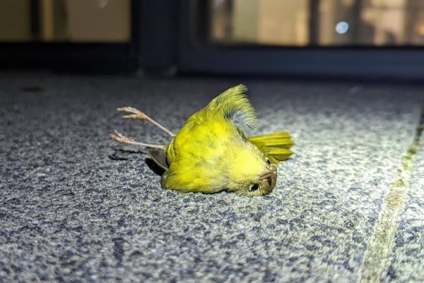 Yellow bird lying on a gray pavement at night.