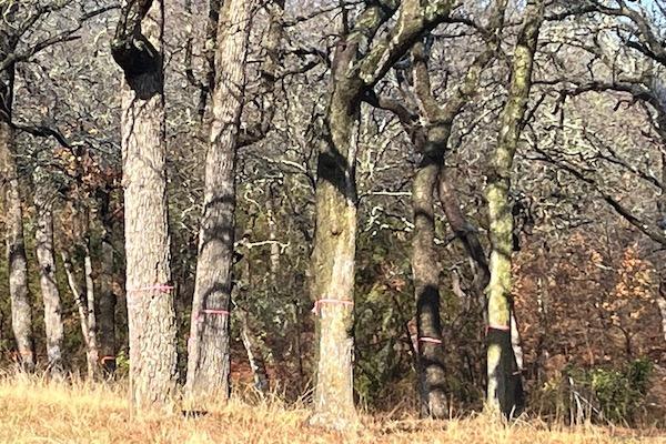 Leafless trees in a sunlit forest, marked with pink ribbons.