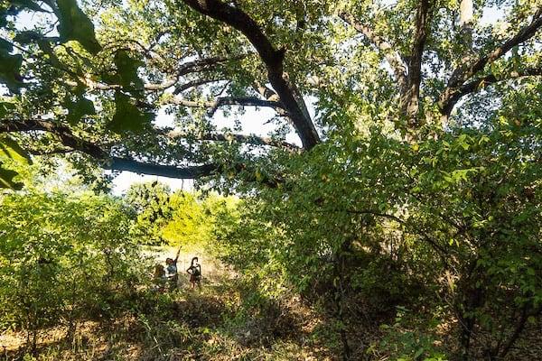 Caddo oak tree