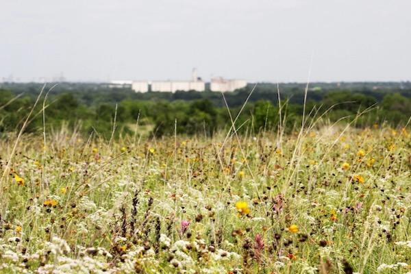 Field of wildflowers with distant buildings on the horizon.