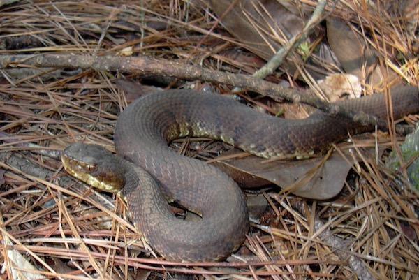 Brown snake coiled on forest floor among pine needles and leaves.