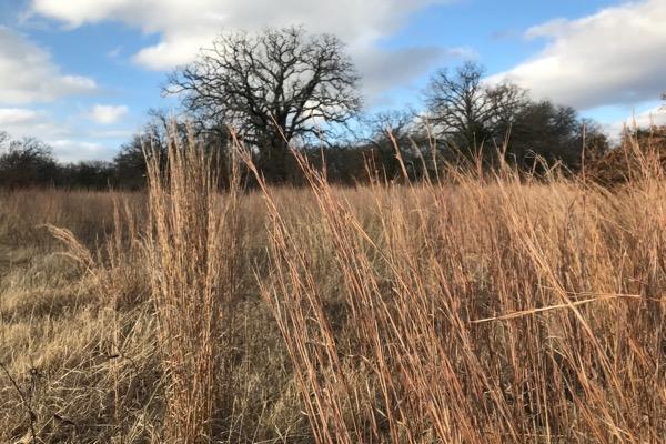 Tall dry grasses in a field, bare trees in the background under a blue sky with clouds.