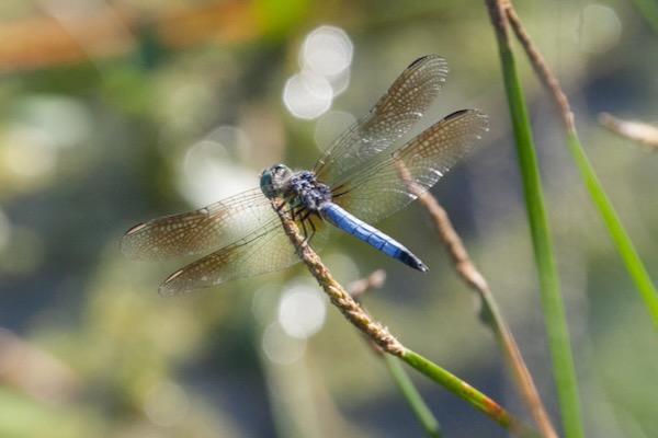 Blue dragonfly perched on a green stem in sunlight.